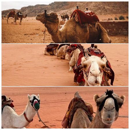 Wadi Rum Rozana Camp Zewnętrze zdjęcie
